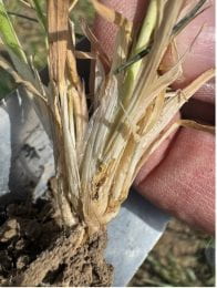 Person holding a plant with chewed up spots near the base of the plant.
