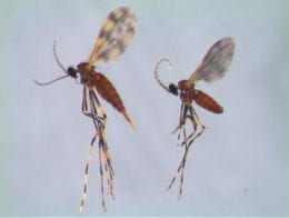 Winged insect with banded legs, similar to the shape of a mosquito. Brown-orangey abdomen. Curled antennae.