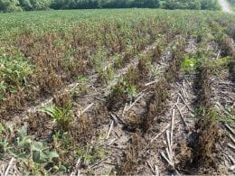 Damaged rows of crop with noticeable browning and lack of green.