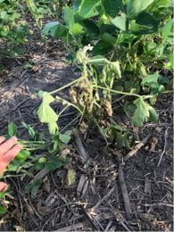 A soybean plan with drooping leaves.