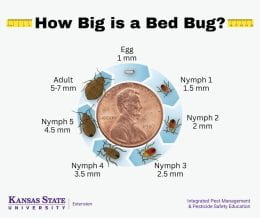 Bed bug starts as an egg with 5 nymphal stages. The egg is 1mm, nymphal stages grow from 1.5 to 4.5mm and the adult can be 5-7 mm. Compared to a penny the adult is about the size of Lincoln's face on the face of a penny. Extension Integrated Pest Management and Pesticide Safety Education