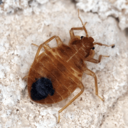 Bed bug