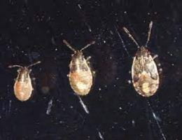 Figure 4. Immature false chinch bugs.