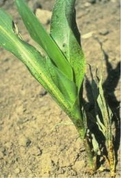 Figure 6. False chinch bug feeding damage to sorghum.