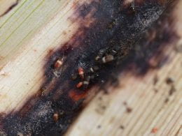 Figure 5. Discoloration caused by chinch bug feeding (Photo Jeff Whitworth).
