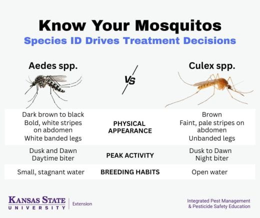 Knowing mosquito species can help with treatment decisions. “Know Your Mosquitos: Species ID Drives Treatment Decisions” graphic compares Aedes spp. and Culex spp. mosquitoes side by side. On the left, Aedes mosquito (dark with bold white stripes and banded legs) is labeled with traits: dark brown to black color, white-striped abdomen, white-banded legs; peak activity at dusk and dawn and bites during the day; breeds in small, stagnant water. On the right, Culex mosquito (brown with faint striping and plain legs) is labeled with traits: brown color, pale stripes on abdomen, unbanded legs; active from dusk to dawn and bites at night; breeds in open water.
