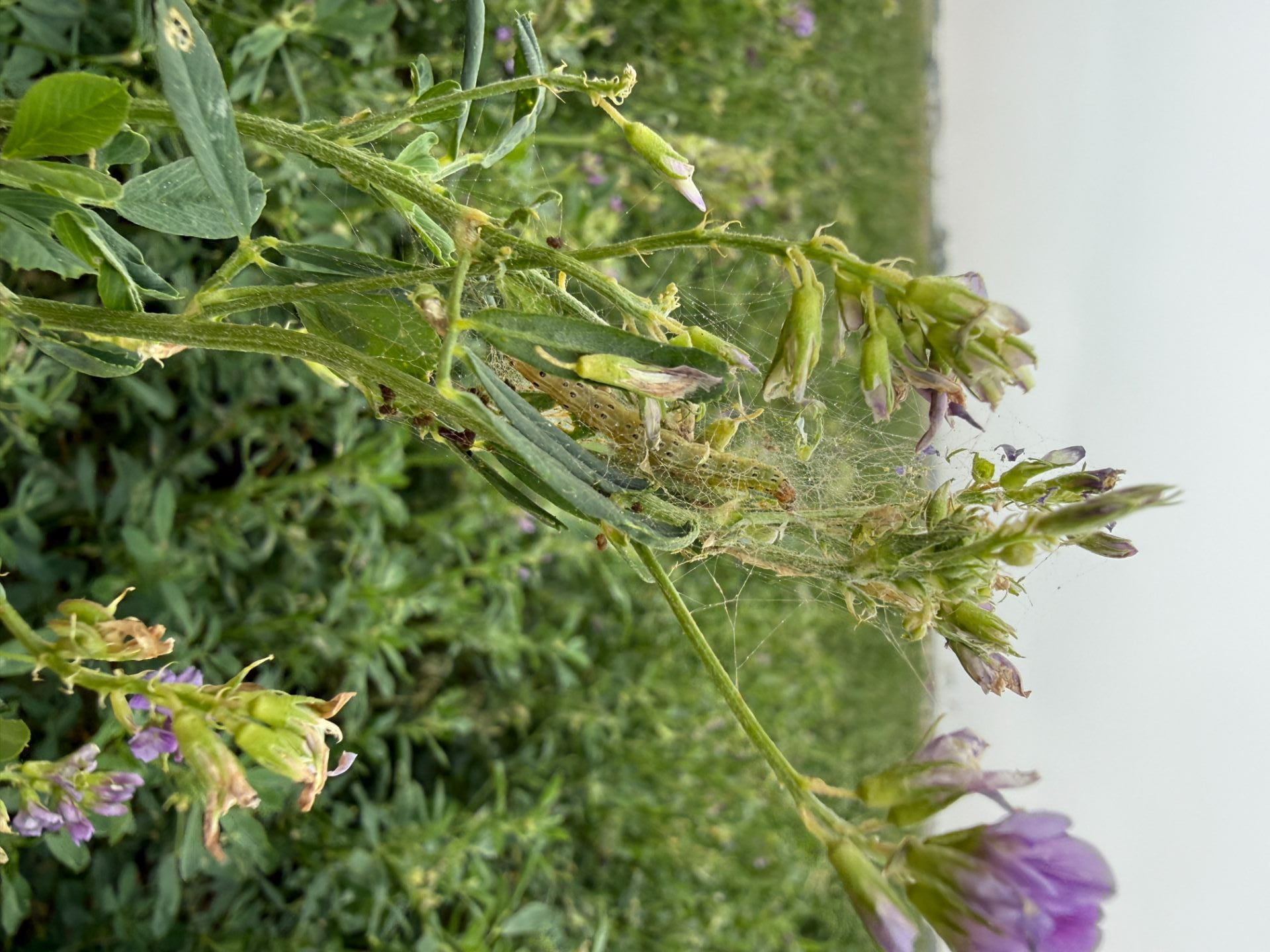 Webworm occupying webbing of an infested alfalfa terminal