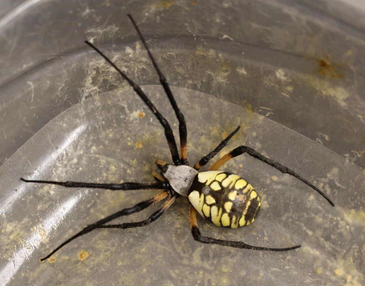 Yellow garden spider female by Raymond Cloyd