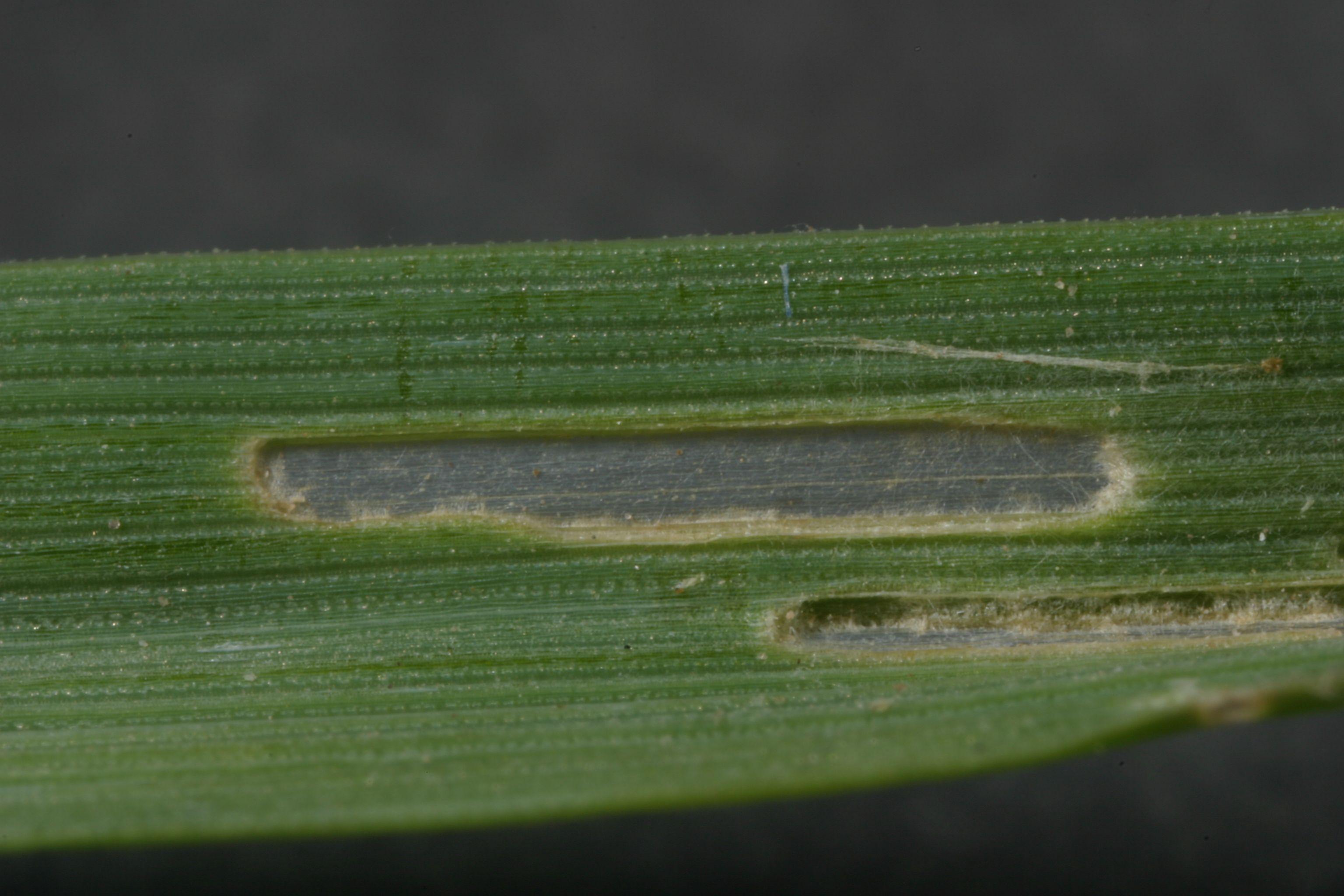 leaf with eaten out areas that look clear surrounded by green leaf parts.