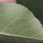 Tiny european red mites on a leaf