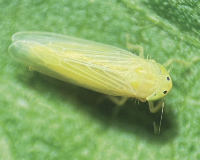 Adult corn leafhopper