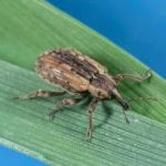 alfalfa weevil