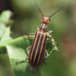 Webworm active in alfalfa
