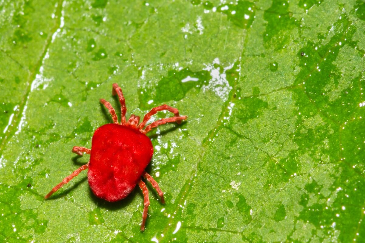 Chigger