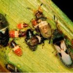 mix of different life stages of chinch bugs