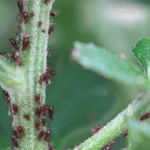 chrysanthemum aphid