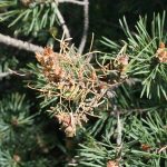 pine sawfly in tree