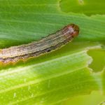 fall armyworm