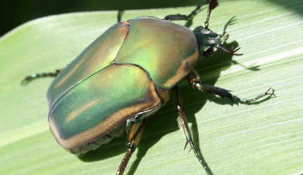 Green june beetle on a leaf