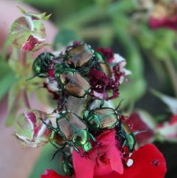 Japanese beetle eating petals of flower