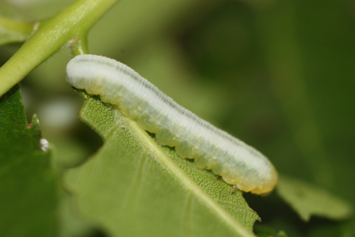 Larva of brownheaded ash sawfly