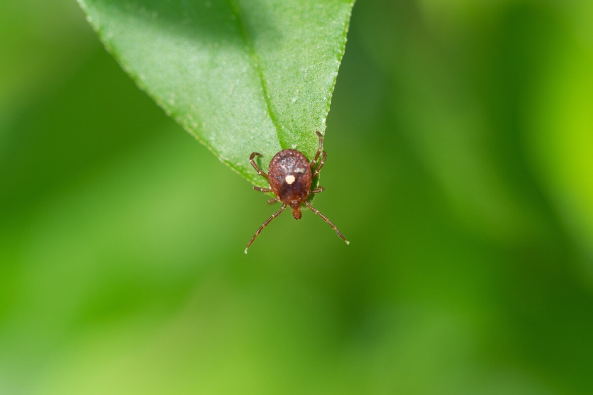 Lone star tick questing