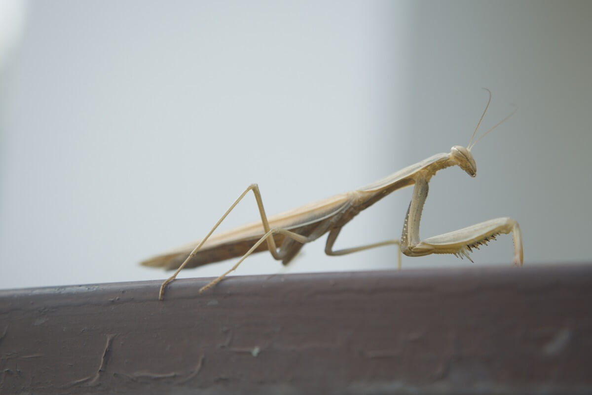 Praying mantid