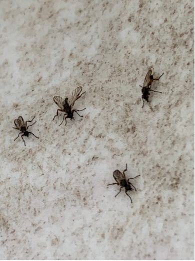 march fly