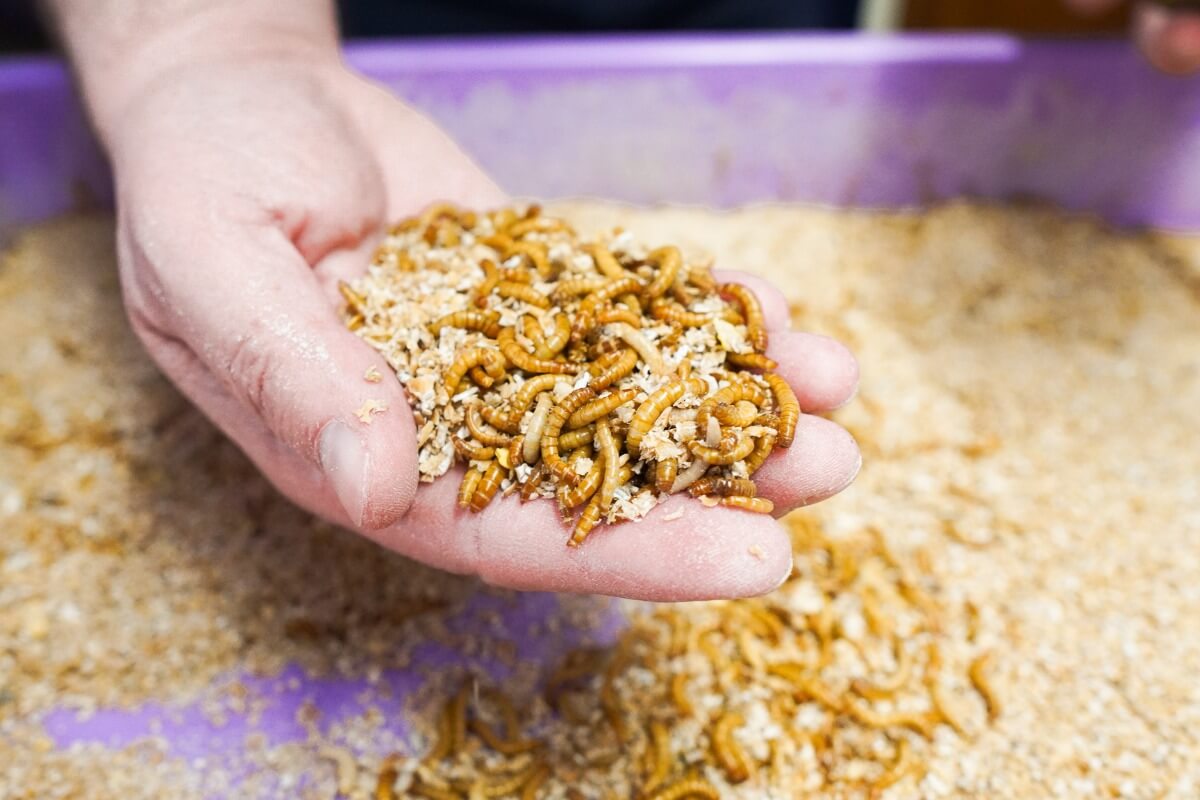 Handful of yellow mealworms scooped from a purple tray