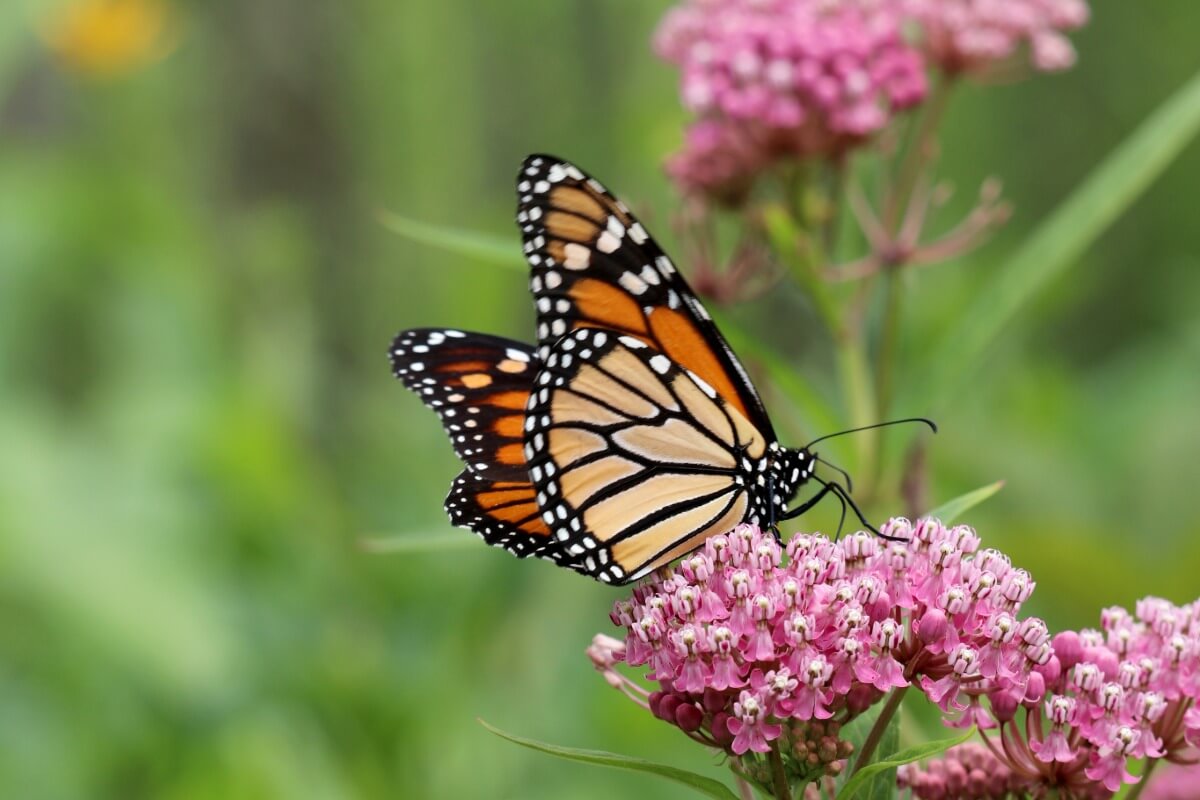 Monarch on Milkweed