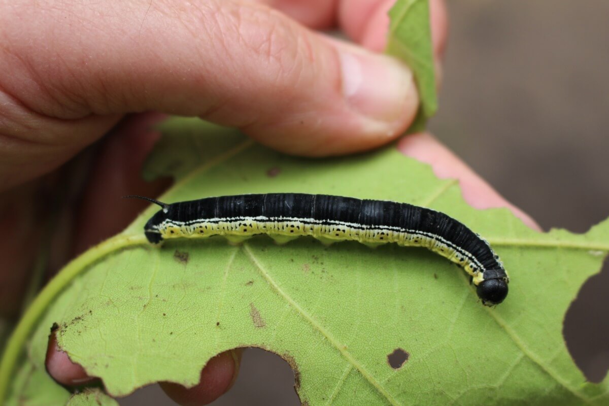 Older Catalpa Caterpiller on a leaf, about the size of a thumb