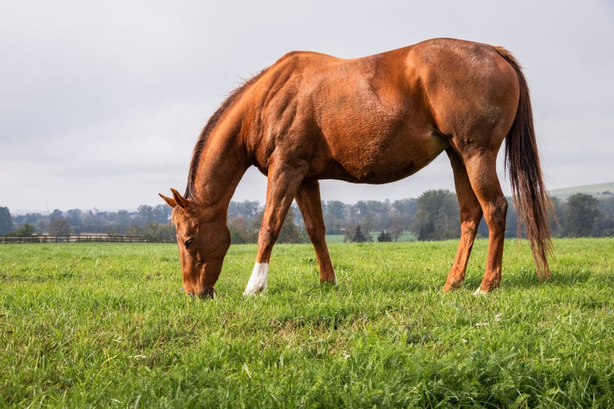 Horse on pasture