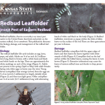 Preview of new red bug leaffolder publication