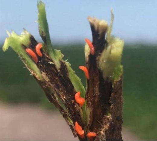 Soybean gal midge larvae