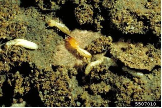 termite in dirt, mud-like substance