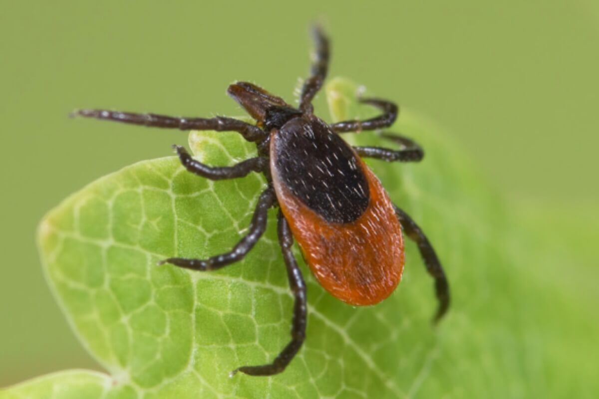 Lone star tick questing