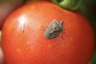 stink bug on tomato