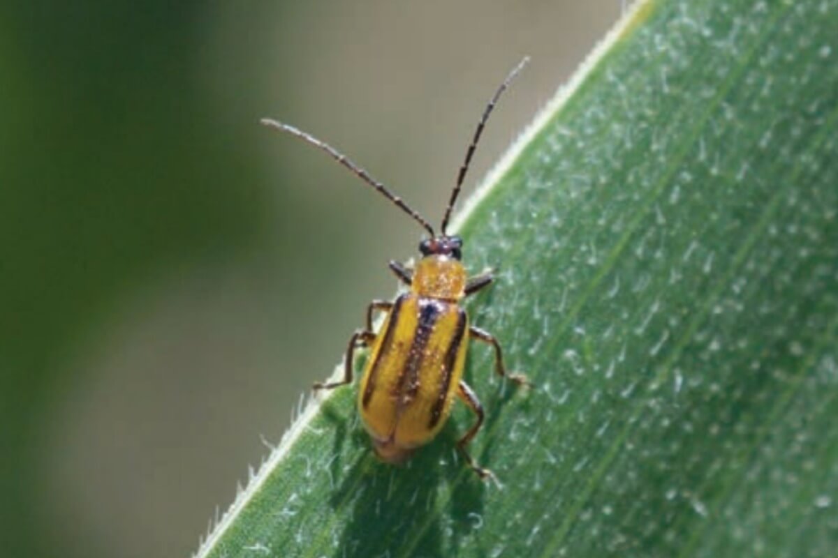Adult western corn rootworm