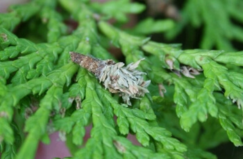 Young bagworm caterpillar on plant foliage