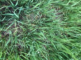 Forage stand image