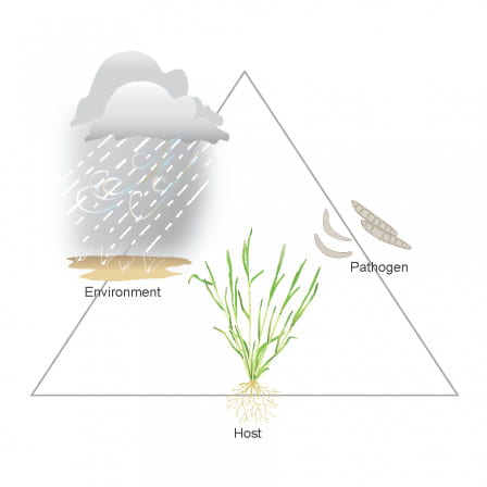 Fungicide Disease Triangle