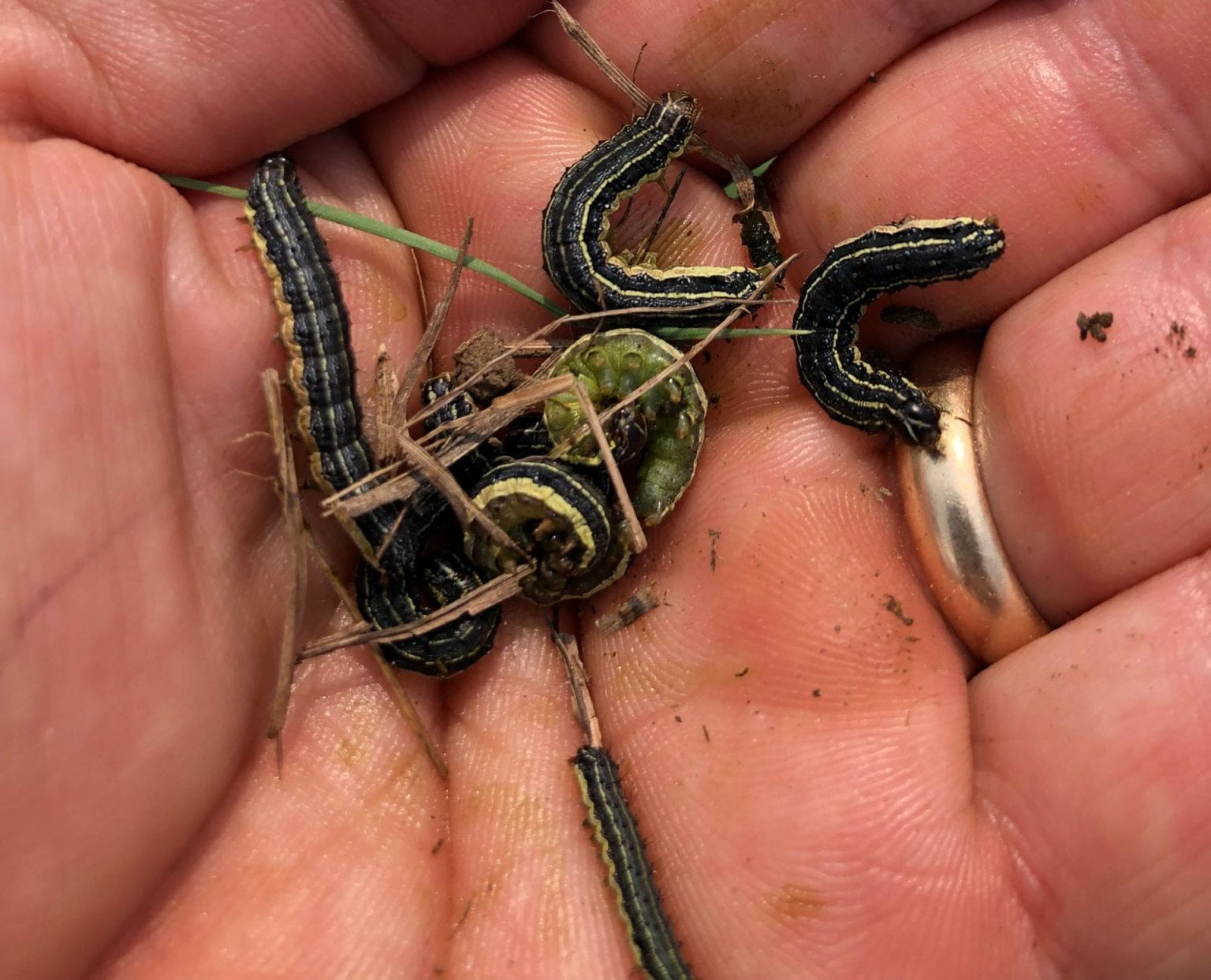 Several Fall Armyworm in the palm of a hand.