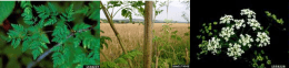 Poison Hemlock image