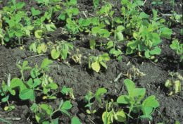 Phytophthora