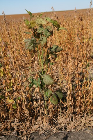 Green Stem Affected Soybean (photo courtesy of Crop Protection Network)