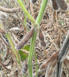 Green Stem Soybean (photo courtesy of Crop Protection Network)
