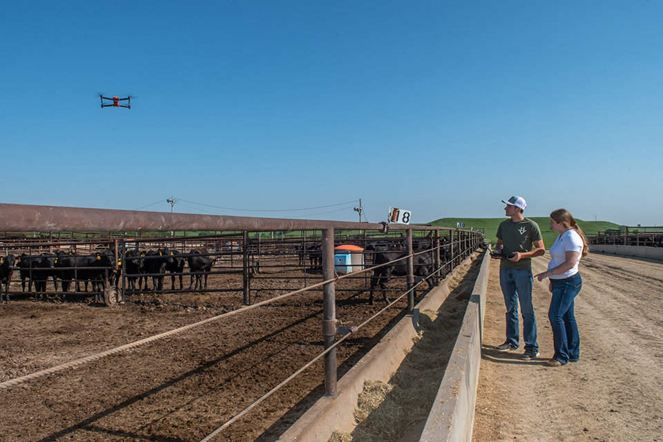 A graduate student and a researcher stand next to a cattle pen while the graduate student operates a drone over the cattle.