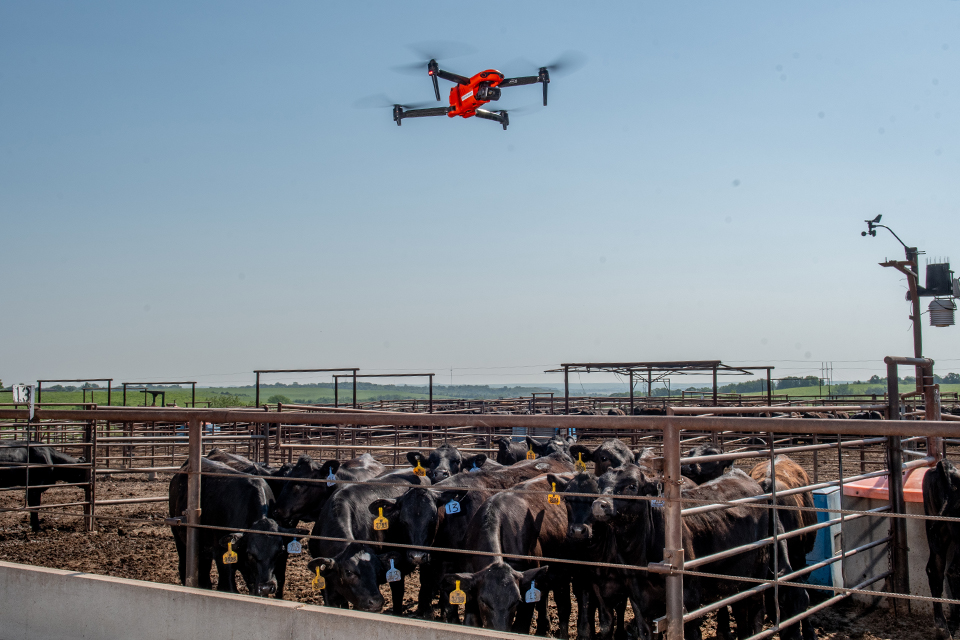 An orange drone flies over a cattle pen with black cattle in it.