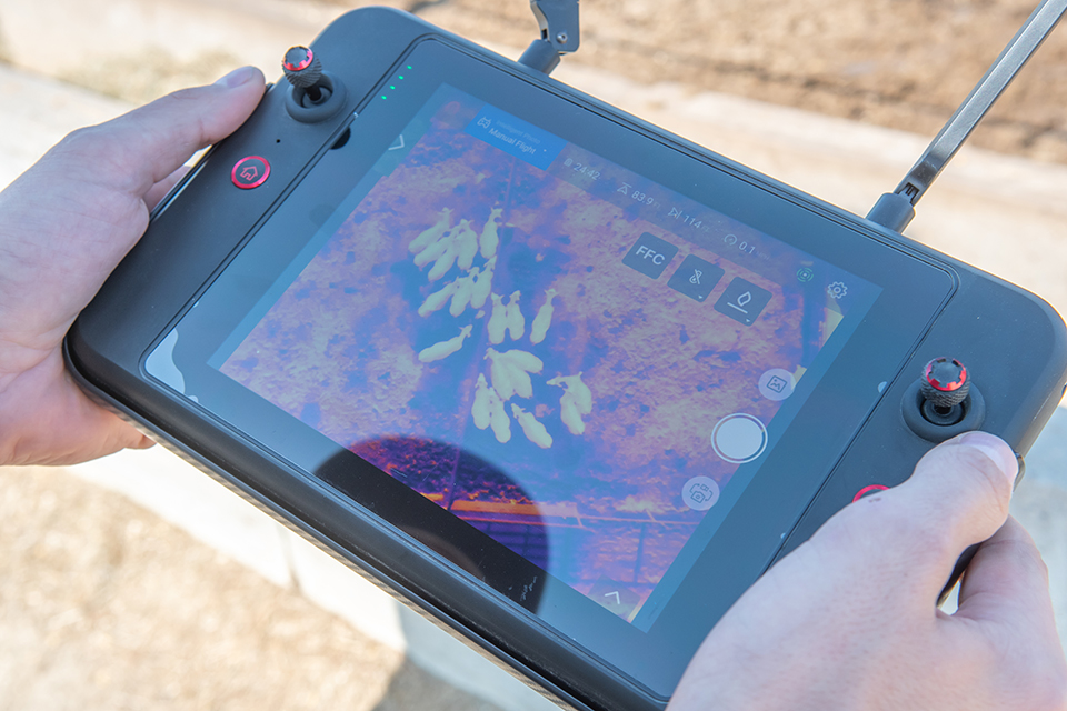 A handheld device with joysticks shows thermal image footage of a cattle pen.