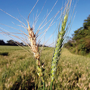 Samples of diseased and healthy wheat heads